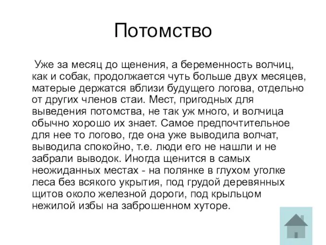 Потомство Уже за месяц до щенения, а беременность волчиц, как и собак,