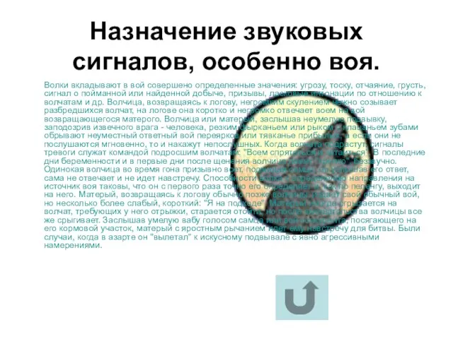 Назначение звуковых сигналов, особенно воя. Волки вкладывают в вой совершено определенные значения: