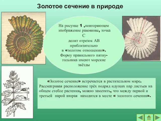 Золотое сечение в природе «Золотое сечение» встречается в растительном мире. Рассматривая расположение