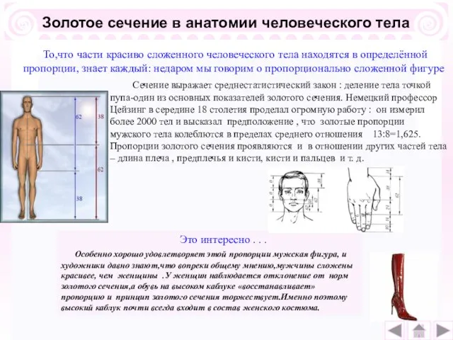 Золотое сечение в анатомии человеческого тела Сечение выражает среднестатистический закон : деление