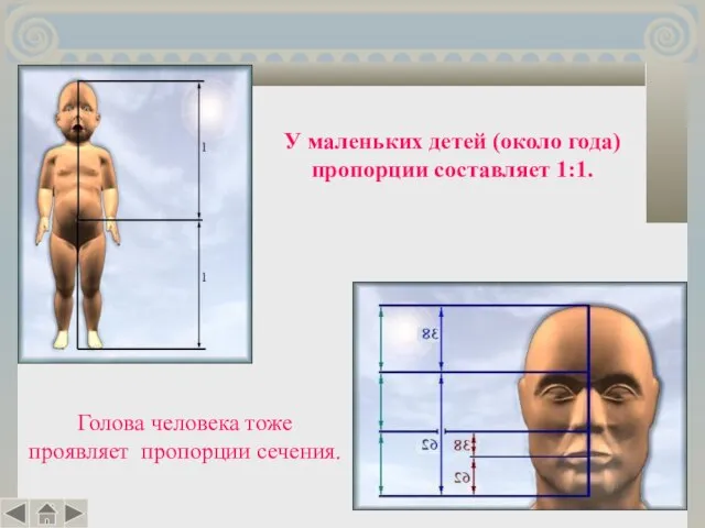 Голова человека тоже проявляет пропорции сечения. У маленьких детей (около года) пропорции составляет 1:1.