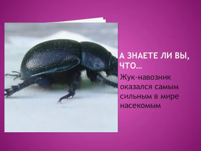 А ЗНАЕТЕ ЛИ ВЫ, ЧТО… Жук-навозник оказался самым сильным в мире насекомым