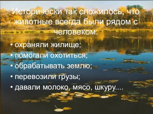 Исторически так сложилось, что животные всегда были рядом с человеком: охраняли жилище;