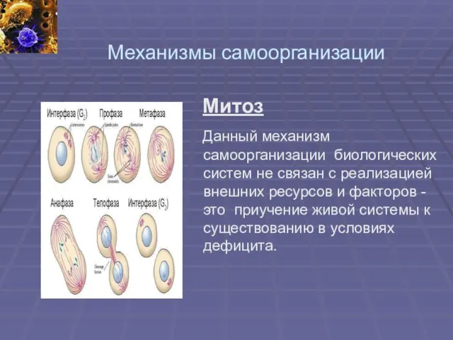 Механизмы самоорганизации Митоз Данный механизм самоорганизации биологических систем не связан с реализацией