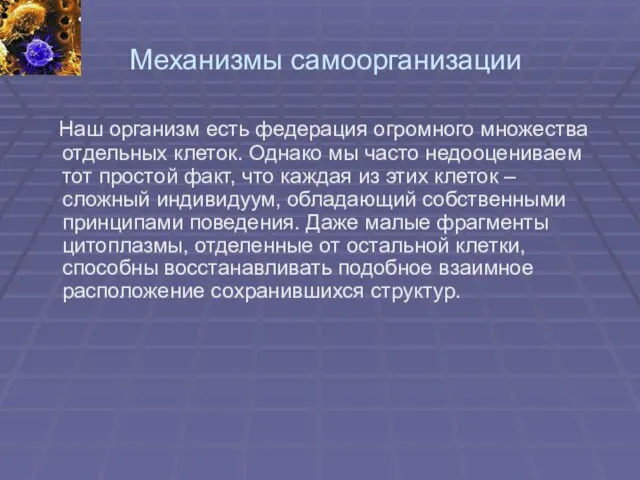 Механизмы самоорганизации Наш организм есть федерация огромного множества отдельных клеток. Однако мы