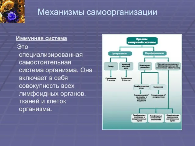 Механизмы самоорганизации Иммунная система Это специализированная самостоятельная система организма. Она включает в