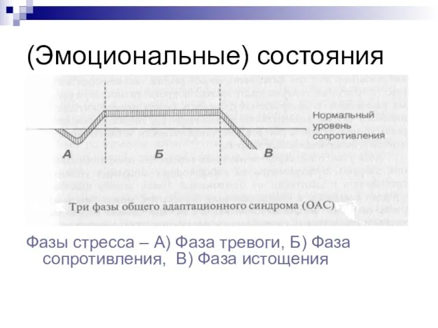 (Эмоциональные) состояния Фазы стресса – А) Фаза тревоги, Б) Фаза сопротивления, В) Фаза истощения