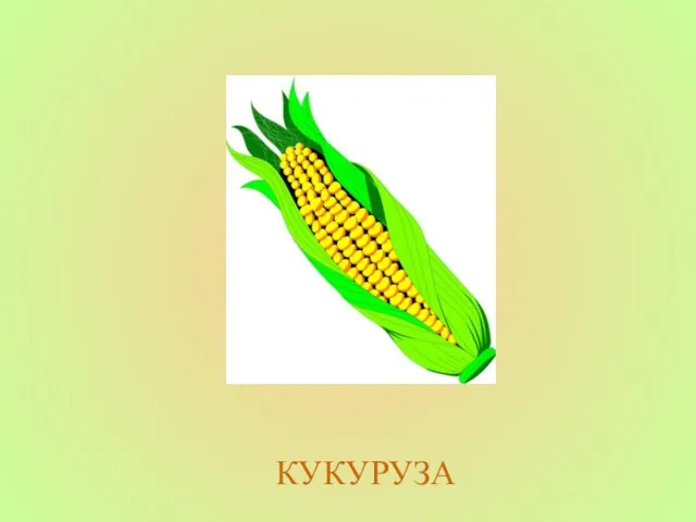 КУКУРУЗА