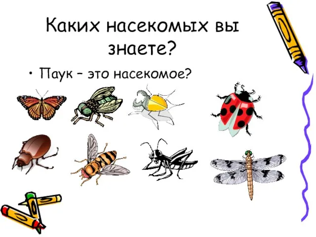 Каких насекомых вы знаете? Паук – это насекомое?