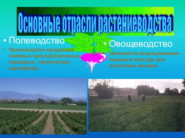 Полеводство Производство продукции полевых культур(зерновых, кормовых, технических, картофеля). Овощеводство занимается выращиванием овощных