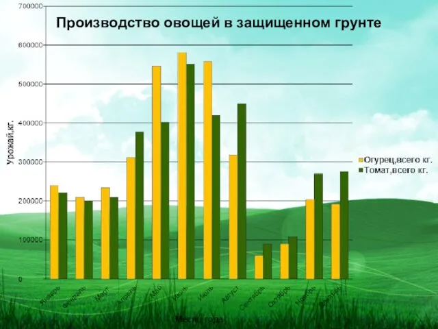 Производство овощей в защищенном грунте