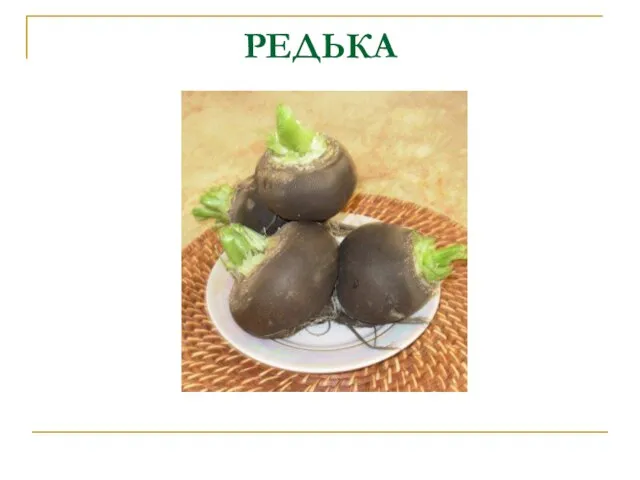 РЕДЬКА