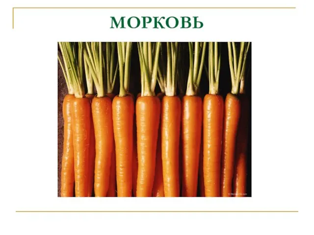 МОРКОВЬ