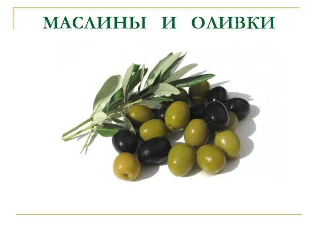 МАСЛИНЫ И ОЛИВКИ