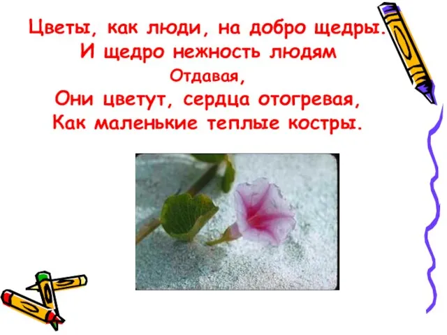 Цветы, как люди, на добро щедры. И щедро нежность людям Отдавая, Они