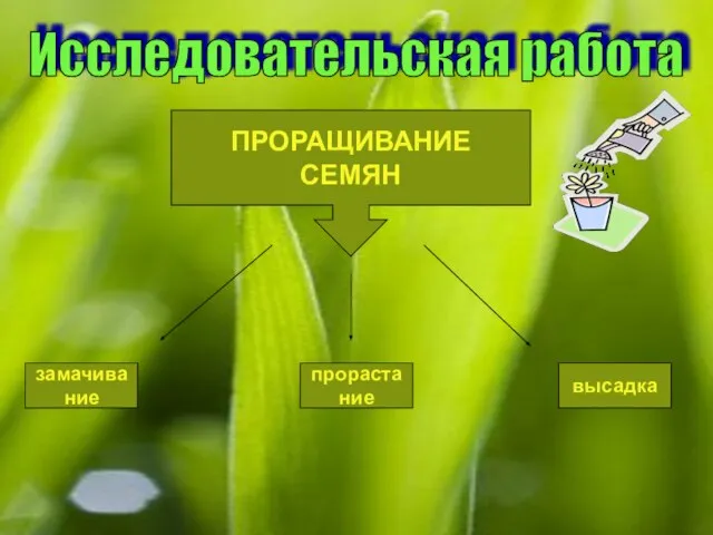 Исследовательская работа ПРОРАЩИВАНИЕ СЕМЯН замачивание прорастание высадка