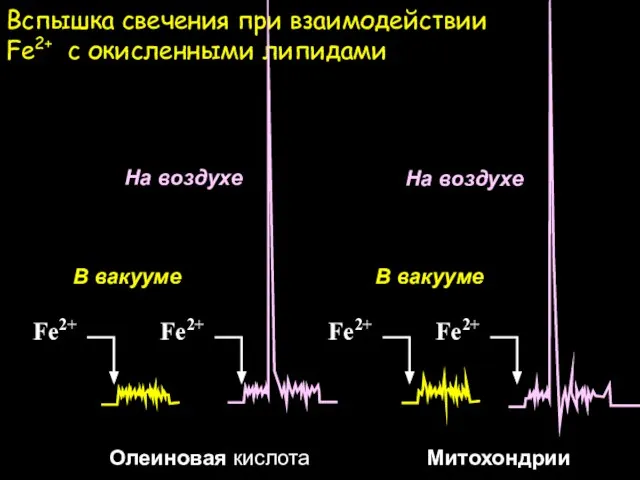 Вспышка свечения при взаимодействии Fe2+ с окисленными липидами