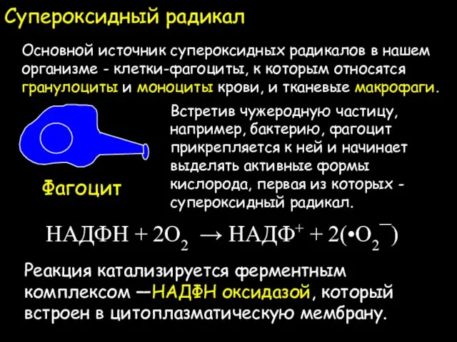 Супероксидный радикал Встретив чужеродную частицу, например, бактерию, фагоцит прикрепляется к ней и