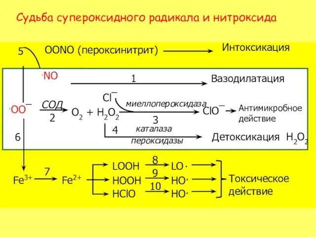 Судьба супероксидного радикала и нитроксида