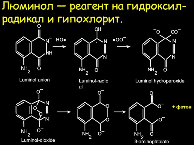 Люминол — реагент на гидроксил-радикал и гипохлорит. ●OO¯ HO● Luminol-radical + фотон