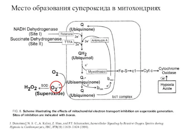 Место образования супероксида в митохондриях FIG. 8. Scheme illustrating the effects of