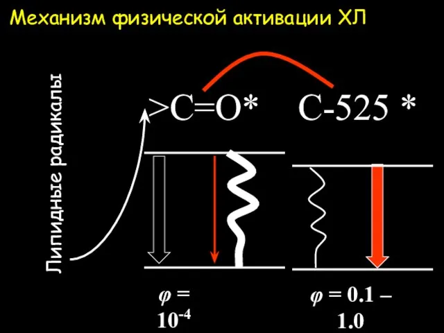 Механизм физической активации ХЛ >C=O* Липидные радикалы φ = 0.1 – 1.0