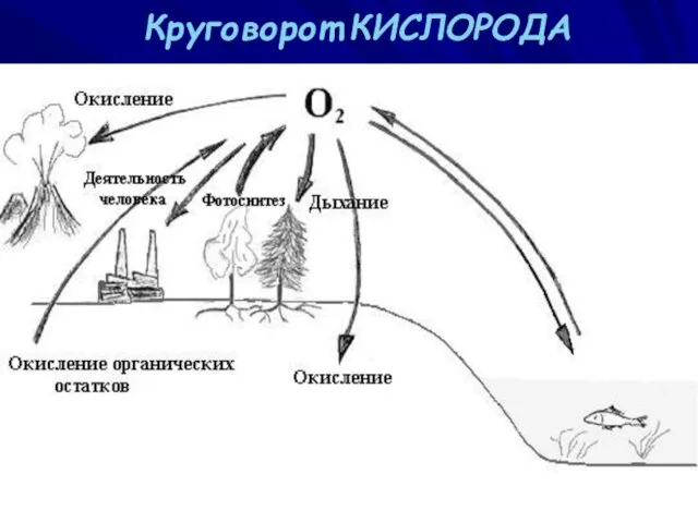 Круговорот КИСЛОРОДА