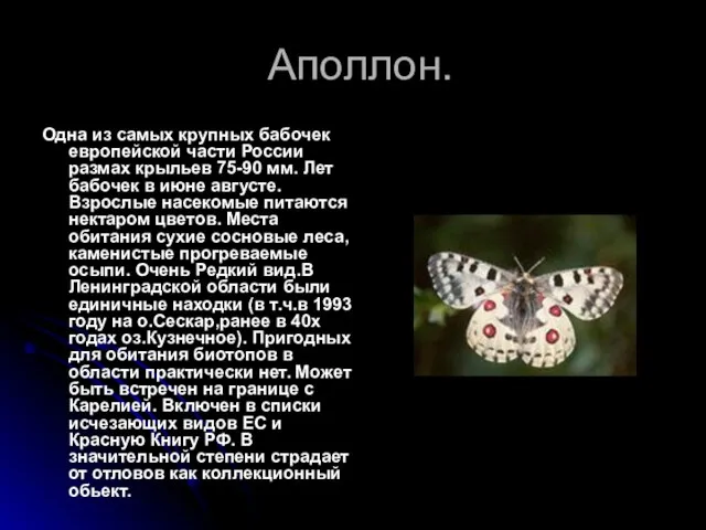 Аполлон. Одна из самых крупных бабочек европейской части России размах крыльев 75-90