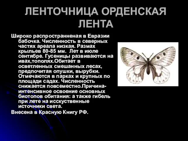 ЛЕНТОЧНИЦА ОРДЕНСКАЯ ЛЕНТА Широко распроcтранненая в Евразии бабочка. Численность в северных частях