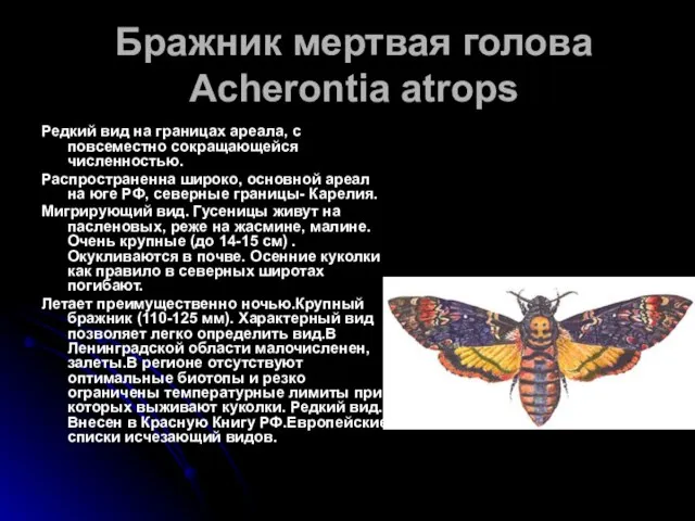 Бражник мертвая голова Acherontia atrops Редкий вид на границах ареала, с повсеместно