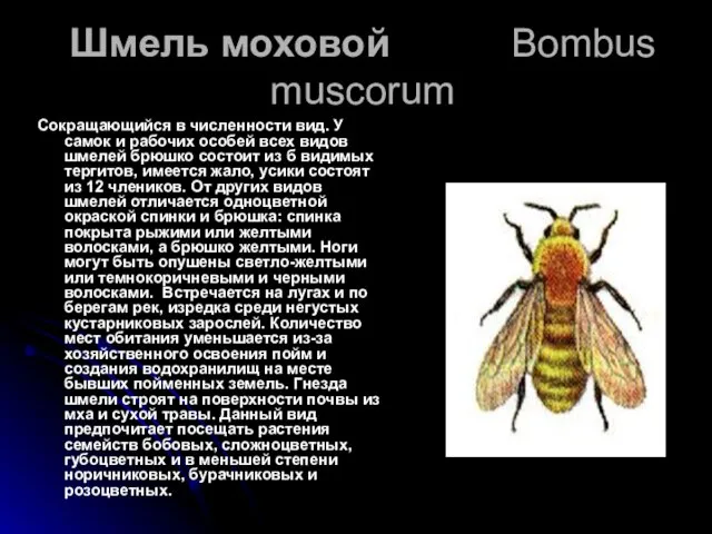 Шмель моховой Bombus muscorum Сокращающийся в численности вид. У самок и рабочих