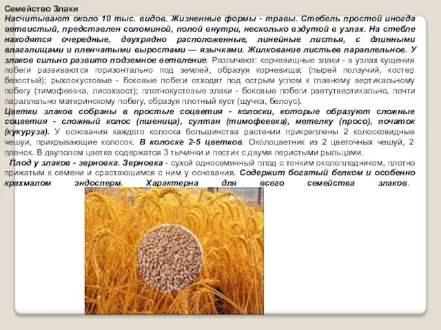 Семейство Злаки Насчитывают около 10 тыс. видов. Жизненные формы - травы. Стебель