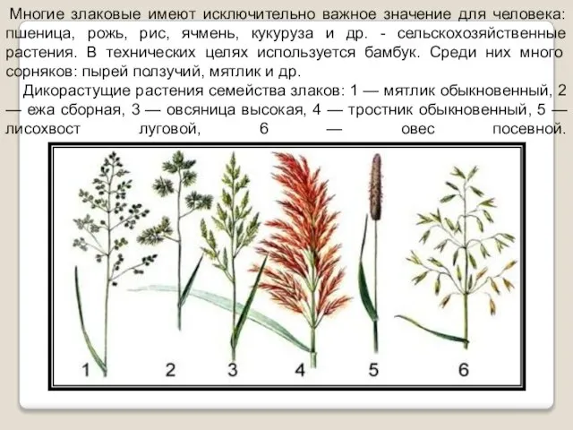 Многие злаковые имеют исключительно важное значение для человека: пшеница, рожь, рис, ячмень,