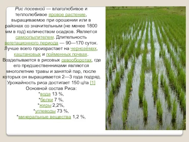 Рис посевной — влаголюбивое и теплолюбивое яровое растение, выращиваемое при орошении или