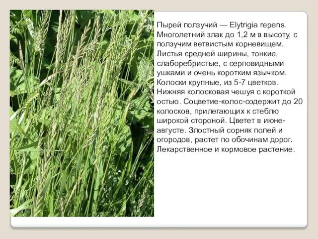 Пырей ползучий — Elytrigia repens. Многолетний злак до 1,2 м в высоту,