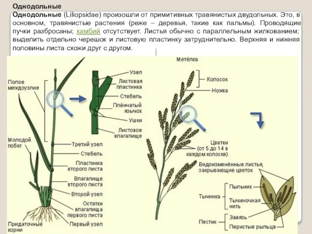 Однодольные Однодольные (Liliopsidae) произошли от примитивных травянистых двудольных. Это, в основном, травянистые