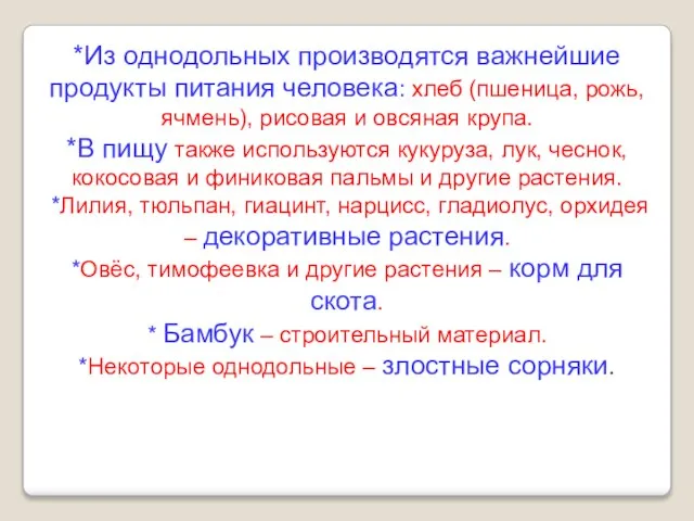 *Из однодольных производятся важнейшие продукты питания человека: хлеб (пшеница, рожь, ячмень), рисовая