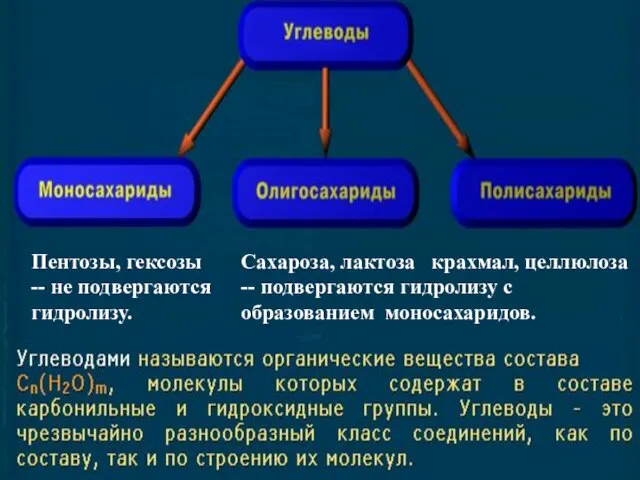 Пентозы, гексозы -- не подвергаются гидролизу. Сахароза, лактоза крахмал, целлюлоза -- подвергаются гидролизу с образованием моносахаридов.