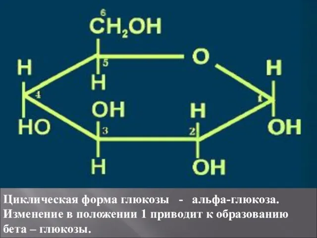 Циклическая форма глюкозы - альфа-глюкоза. Изменение в положении 1 приводит к образованию бета – глюкозы.