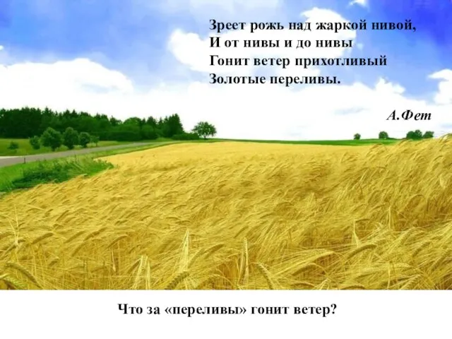 Что за «переливы» гонит ветер? Что за «переливы» гонит ветер? Зреет рожь