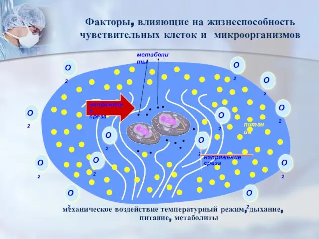 Факторы, влияющие на жизнеспособность чувствительных клеток и микроорганизмов механическое воздействие температурный режим, дыхание, питание, метаболиты