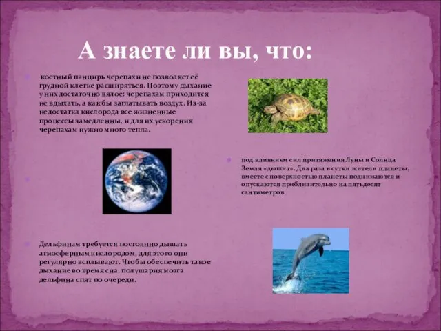 А знаете ли вы, что: костный панцирь черепахи не позволяет её грудной