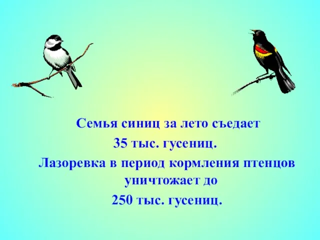 Семья синиц за лето съедает 35 тыс. гусениц. Лазоревка в период кормления