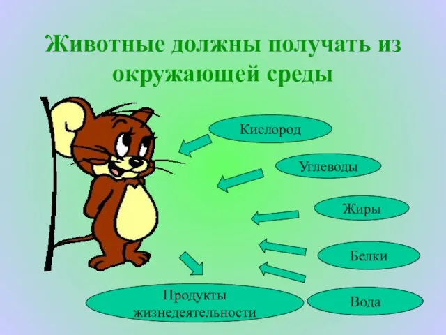 Животные должны получать из окружающей среды Белки Жиры Углеводы Вода Кислород Продукты жизнедеятельности