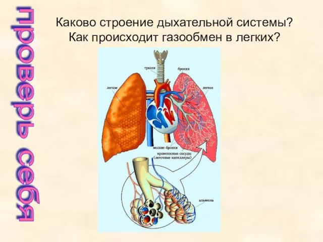 Каково строение дыхательной системы? Как происходит газообмен в легких? проверь себя