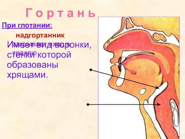 Г о р т а н ь При глотании: надгортанник закрывает вход