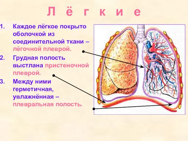 Л ё г к и е Каждое лёгкое покрыто оболочкой из соединительной