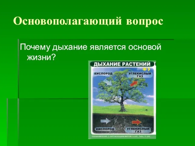 Основополагающий вопрос Почему дыхание является основой жизни?