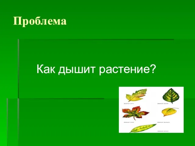 Проблема Как дышит растение?