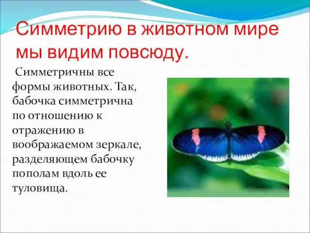 Симметрию в животном мире мы видим повсюду. Симметричны все формы животных. Так,